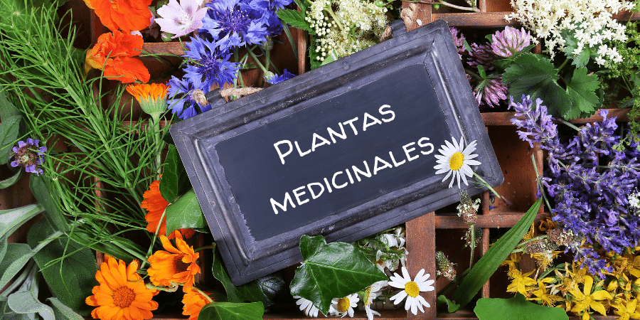 Guía de plantas medicinales